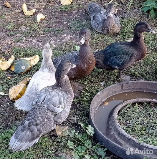 Индоутка мускусная утка