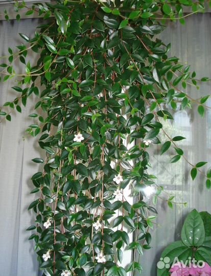 Комнатные цветы