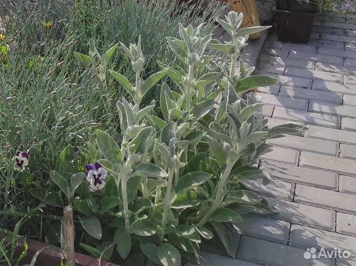 Стахис шерстистый