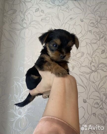 Йоркширский терьер девочка