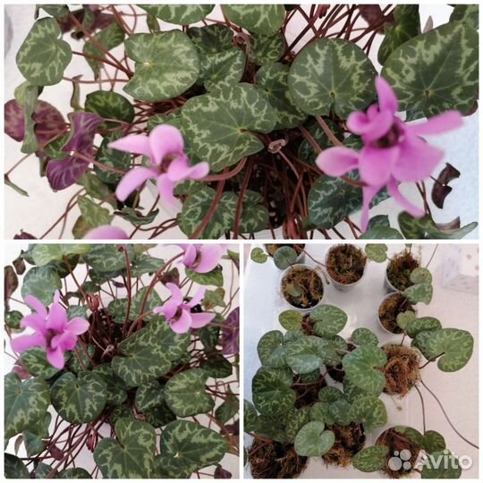 Альпийская фиалка цикламен