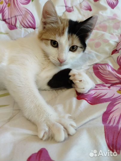 Котенок Кукла