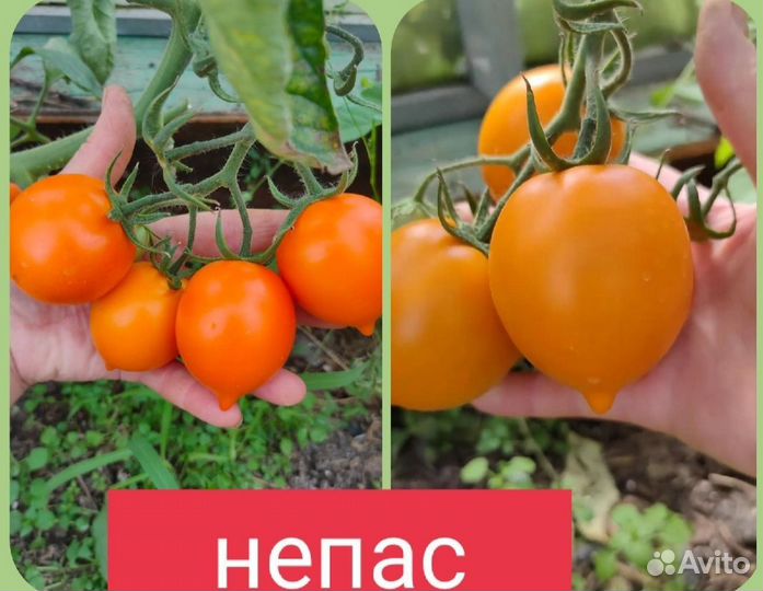 Рассада помидор