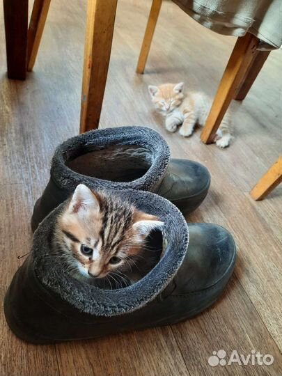 Котята в добрые руки бесплатно