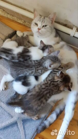 Котята