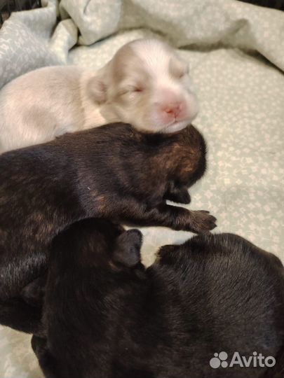 Щенки пикинеса