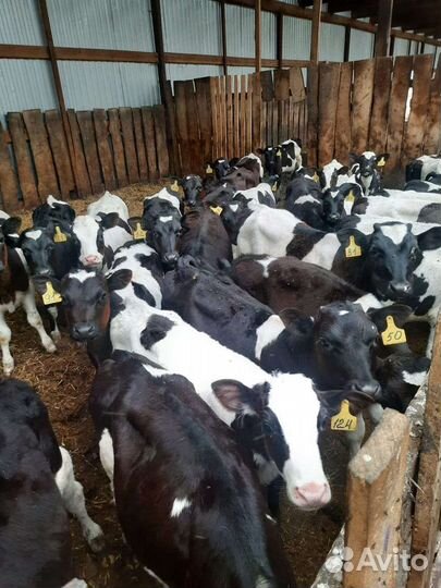 Бычки телята быки