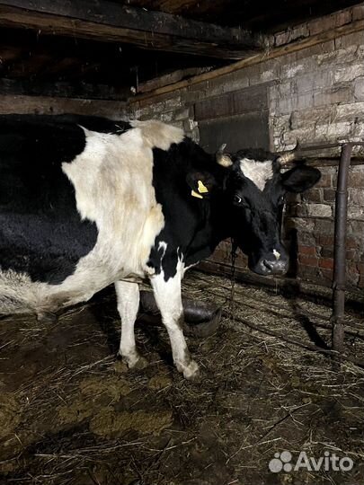 Коровы стельные дойные
