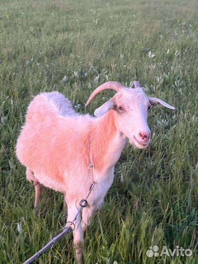 Коза дойная, козлята