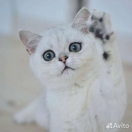 Мальчик в песцовой шубке