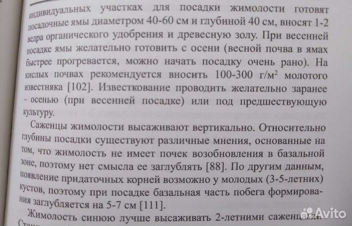 Жимолость саженцы