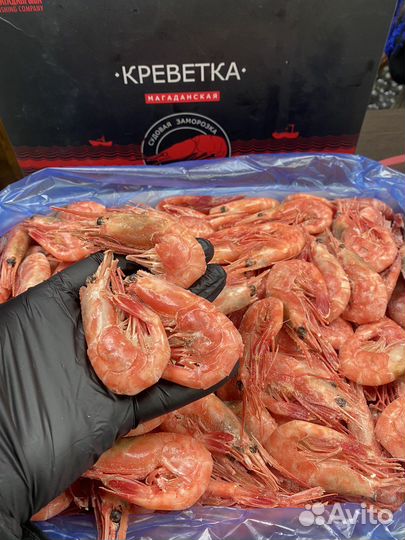 Креветка северная