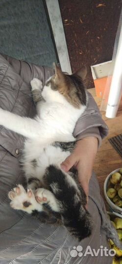 Котёнок