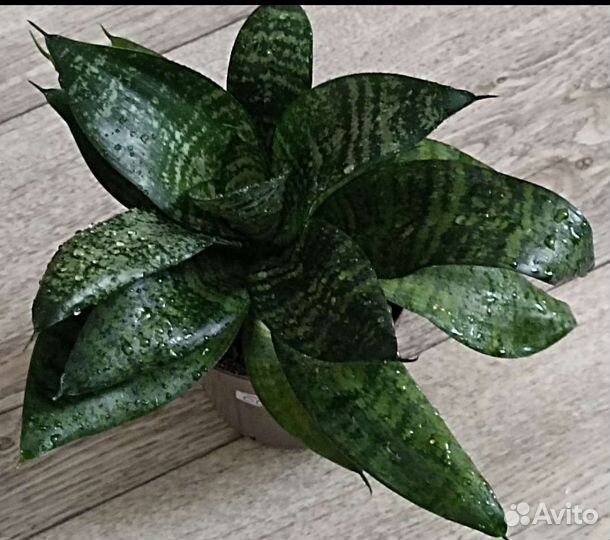 Сансевиерия