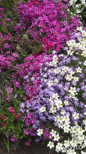 Цветущие многолетники