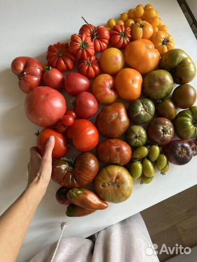 Семена сортовых премиальных томатов коллекционные