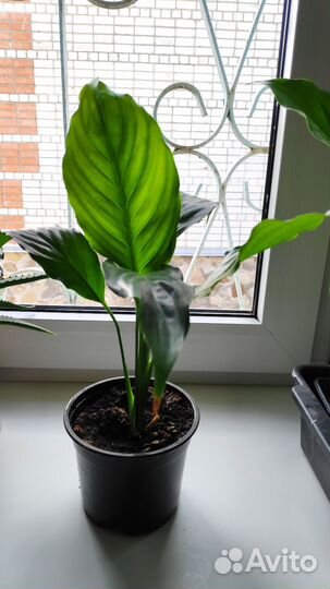 Аглаонема, Дифенбахия,Спатифилум