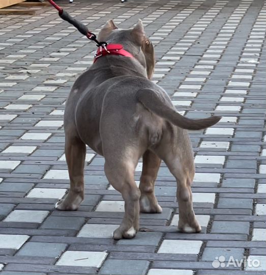 Американский булли лиловая девочка