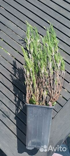 Лаванда саженцы