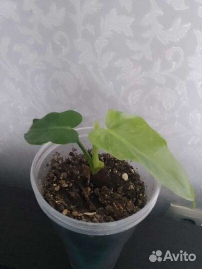 Филодендрон