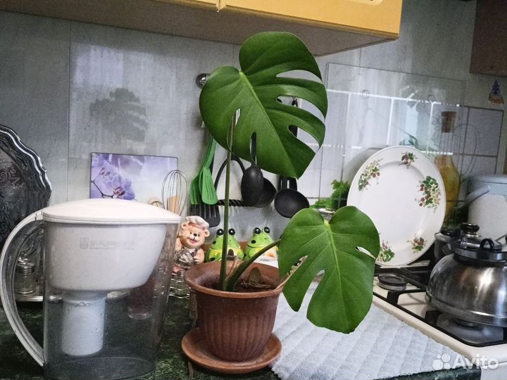 Домашние цветы