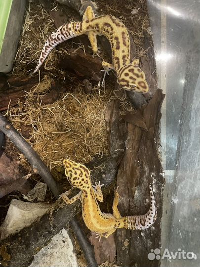 Ящерица эублефар