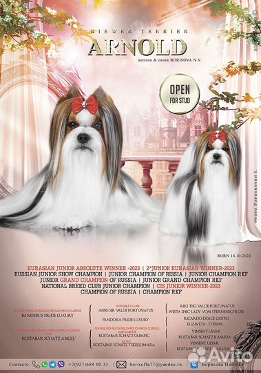 Кобель для вязки бивер