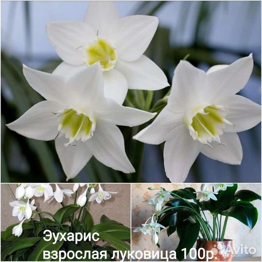 Пеларгония герань