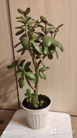 Толстянка 40 см