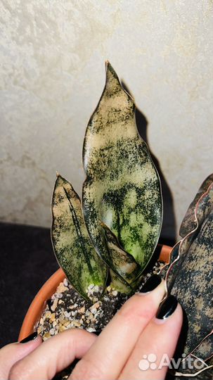 Сансевиерия Кирки копертон браун