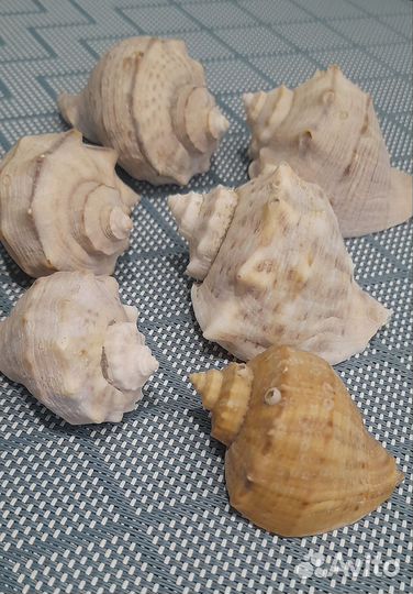 Ракушки морские, набор