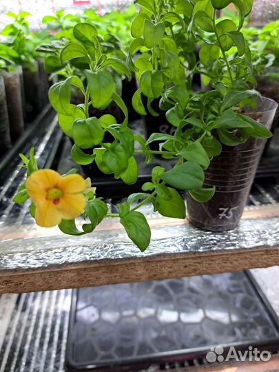 Вегетка от Елены