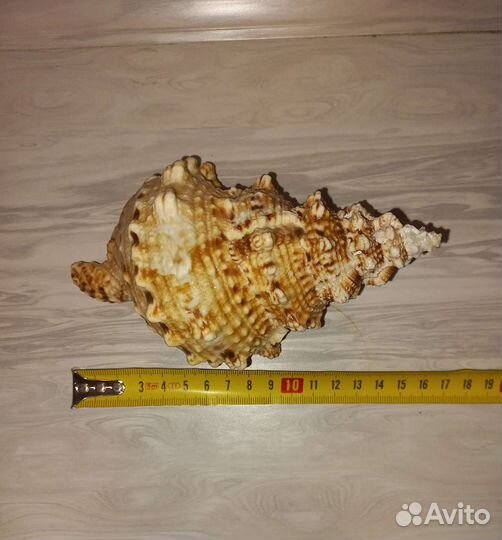 Морские ракушки раковины