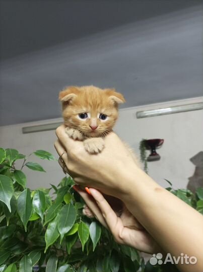 Котята от вислоухой кошки