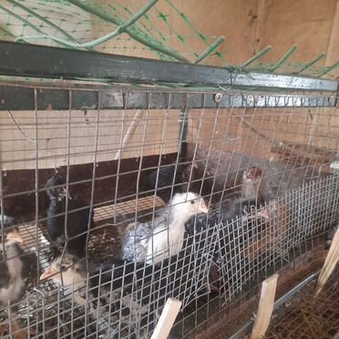 Куры цыплята