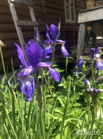 Саженцы растений