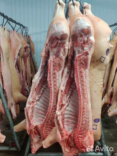 Мясо свинина