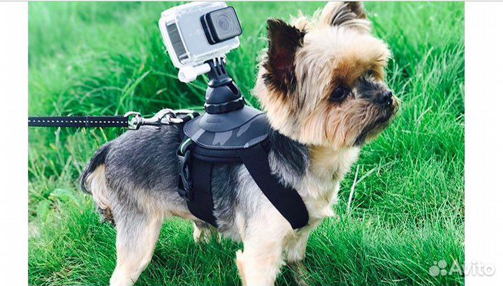 YI Pet Mount. Шлейка с креплением для экшен камеры