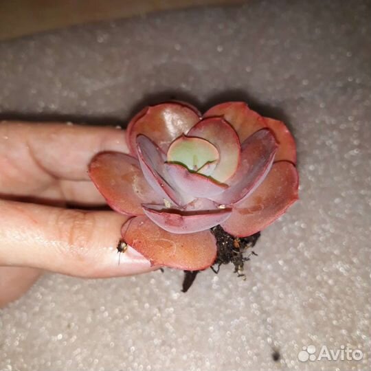 Суккуленты