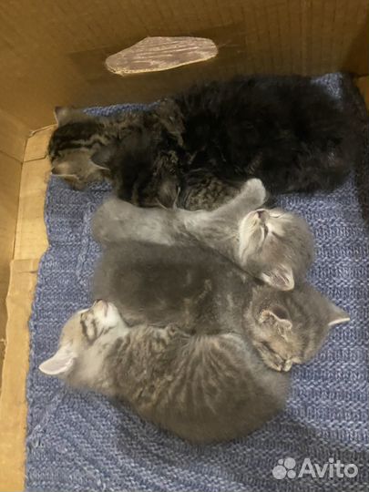 Шотландские котята