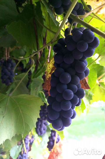 Виноград Изабелла