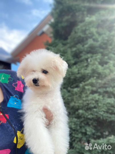 Бишон фризе РКФ