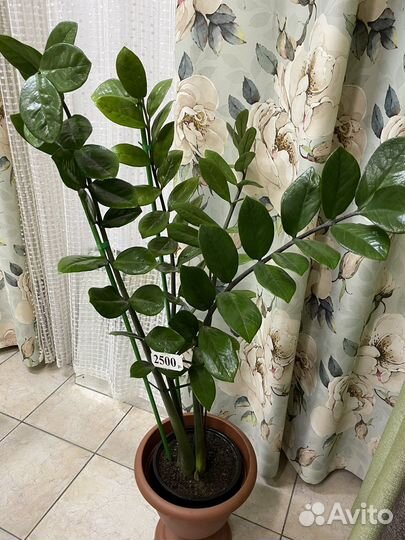 Замиокулькас