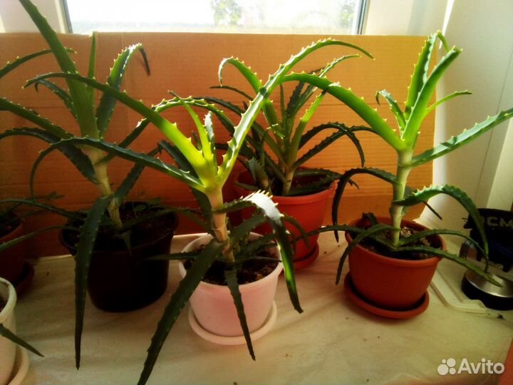 Алоэ с горшком