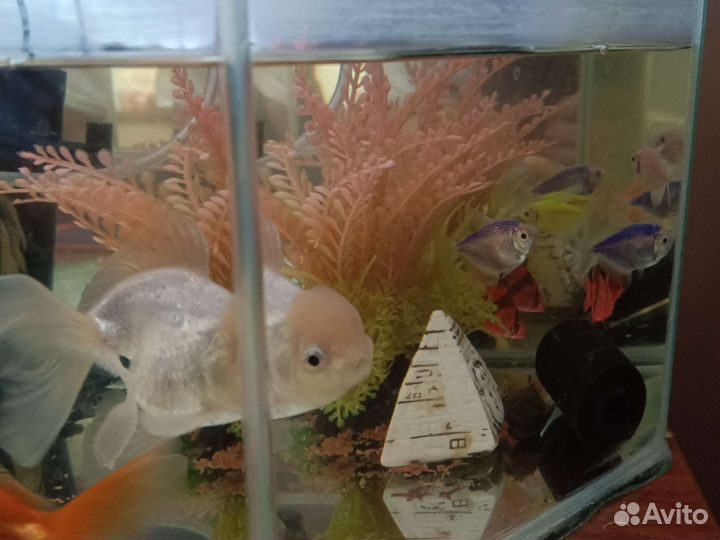 Аквариум с рыбками