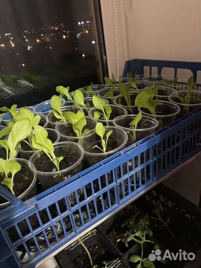 Цветы петунии рассада