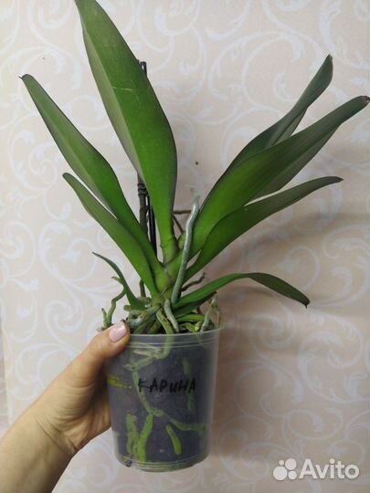 Орхидея фаленопсис оцветашки