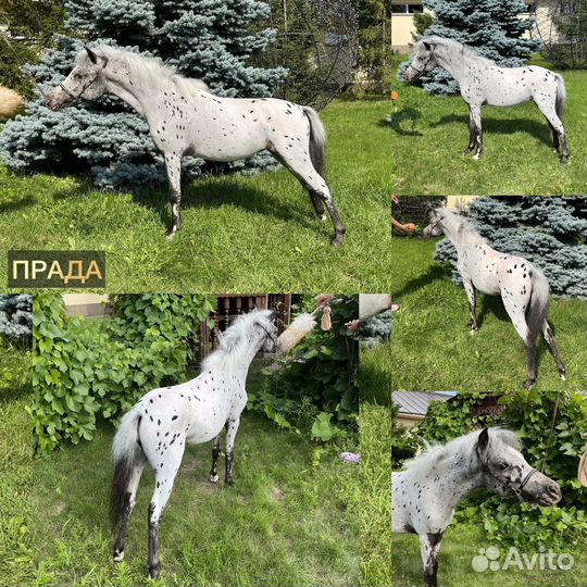 Американские миниатюрные лошади минипони аппалуза