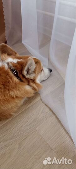 Передержка, выгул собак и кошек