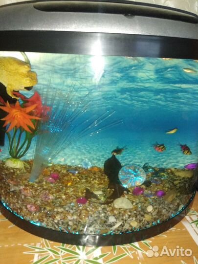 Аквариум панорамный